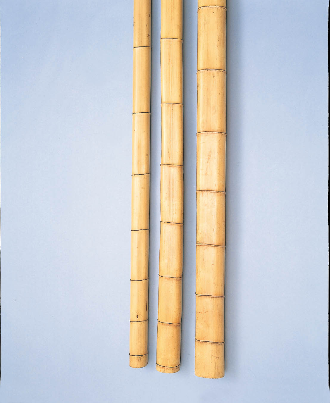 白角竹（孟宗）(しろかくちく（もうそう）)