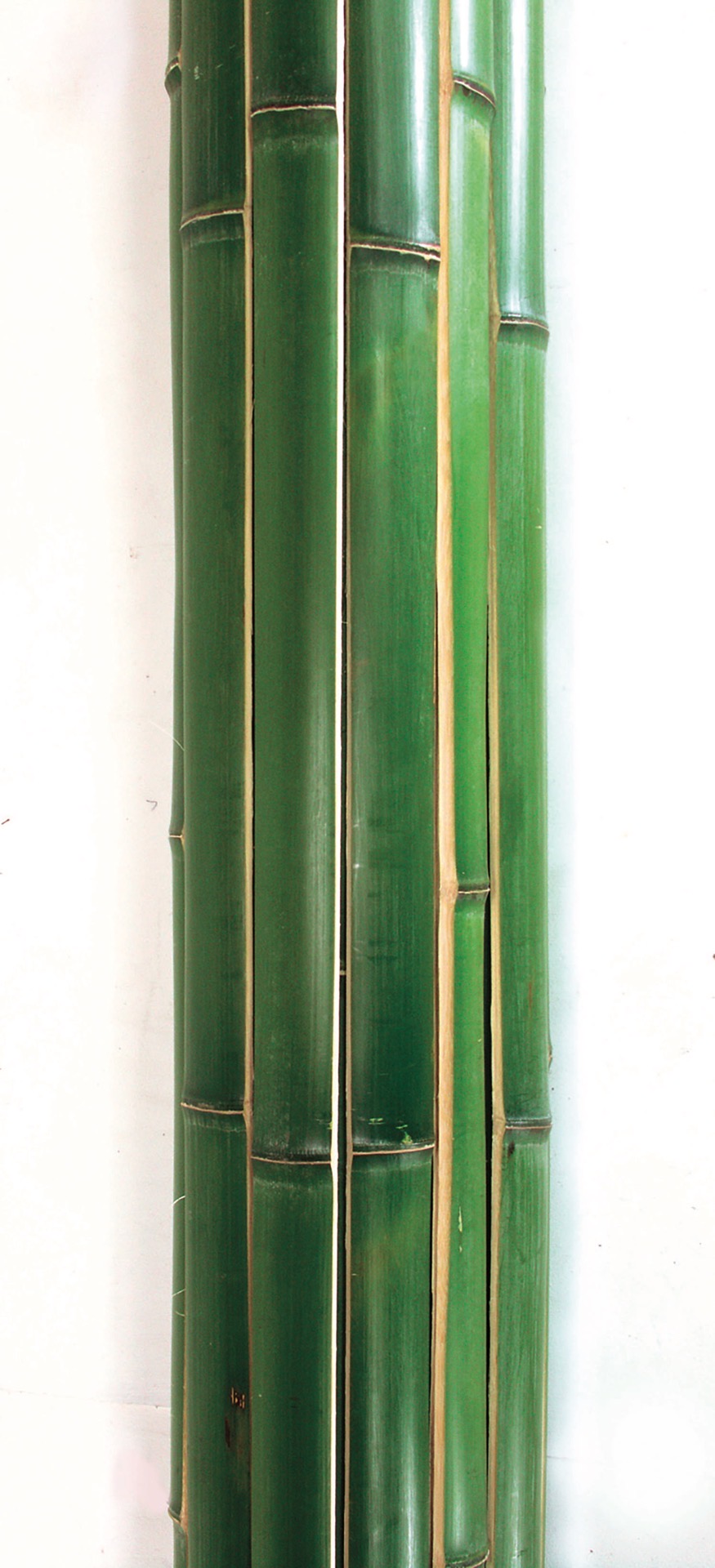 青真竹建仁寺材料(あおまだけけんにんじざいりょう)