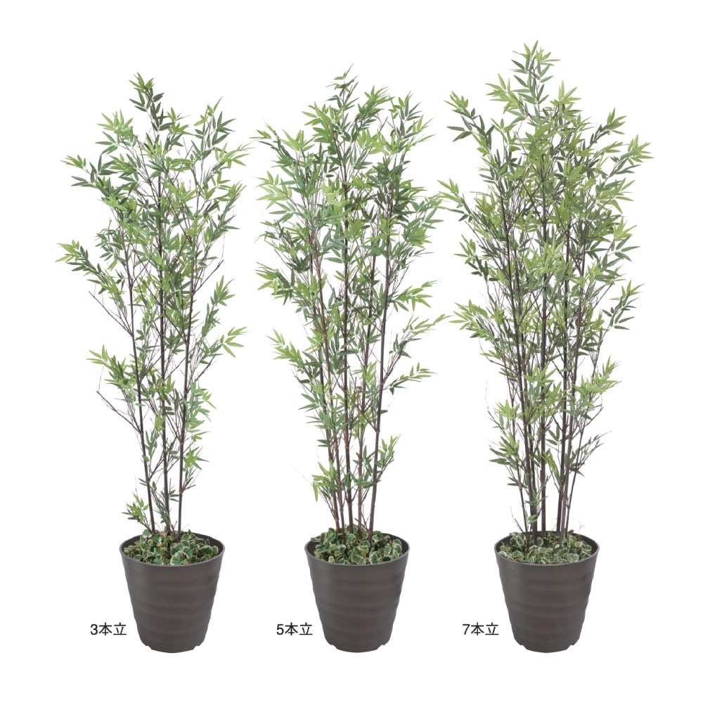 ディスプレイ用黒竹 鉢付(でぃすぷれいようくろちく はちつき)